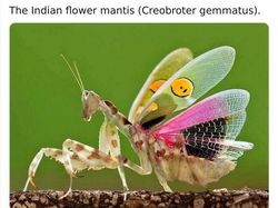 Deretan Hewan Unik dan Langka Bikin Takjub Mata, Pernah Melihatnya?