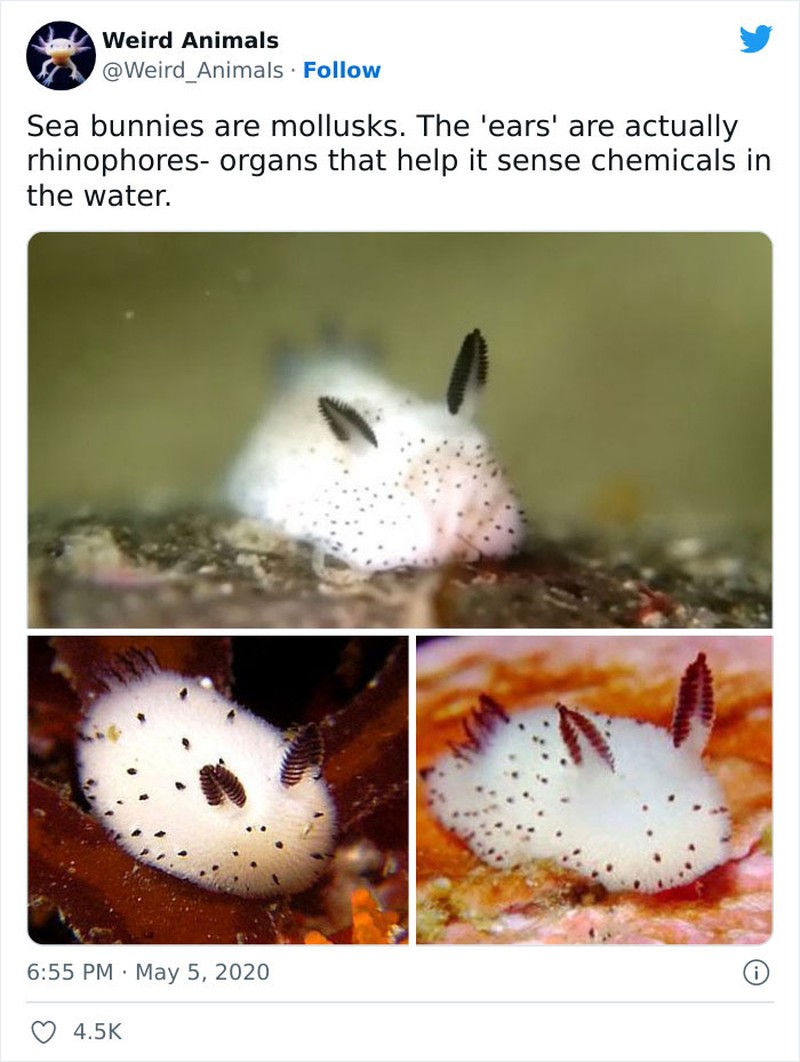 Hewan Unik Menakjubkan Mata