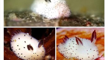 Kelinci laut ini imut banget ya. Foto: Twitter/Weird Animals