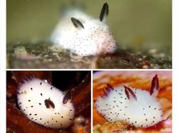 Deretan Hewan Unik dan Langka Bikin Takjub Mata, Pernah Melihatnya?