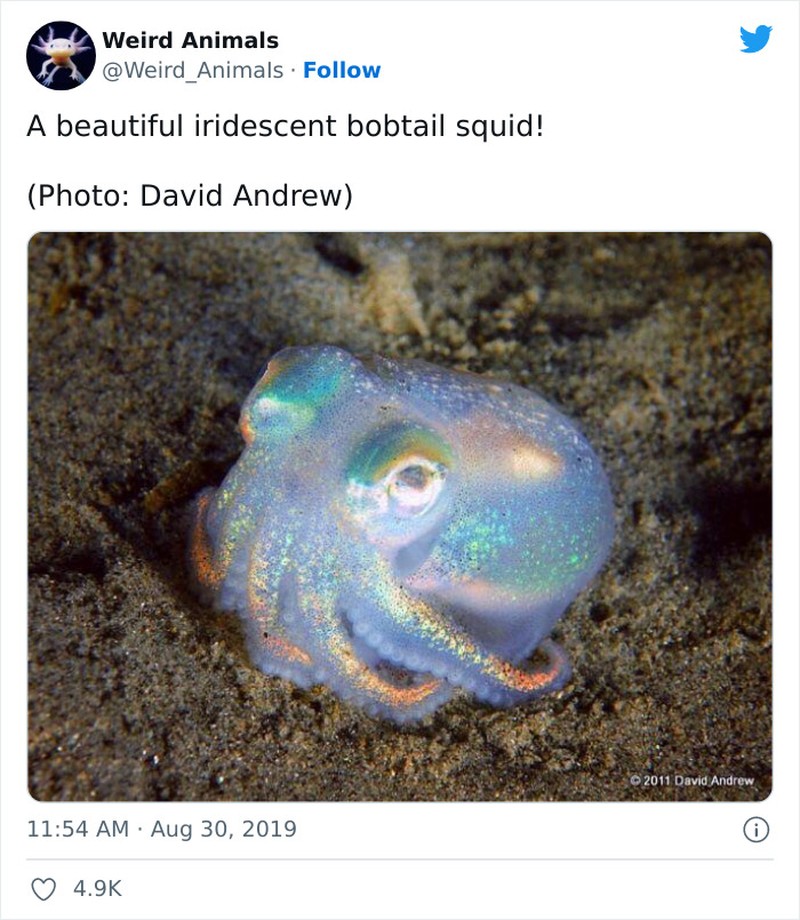 Hewan Unik Menakjubkan Mata