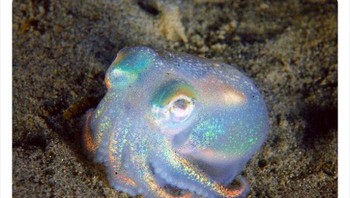 Gurita mirip mutiara. Foto: Twitter/Weird Animals