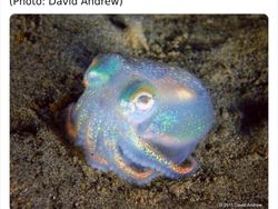 Deretan Hewan Unik dan Langka Bikin Takjub Mata, Pernah Melihatnya?