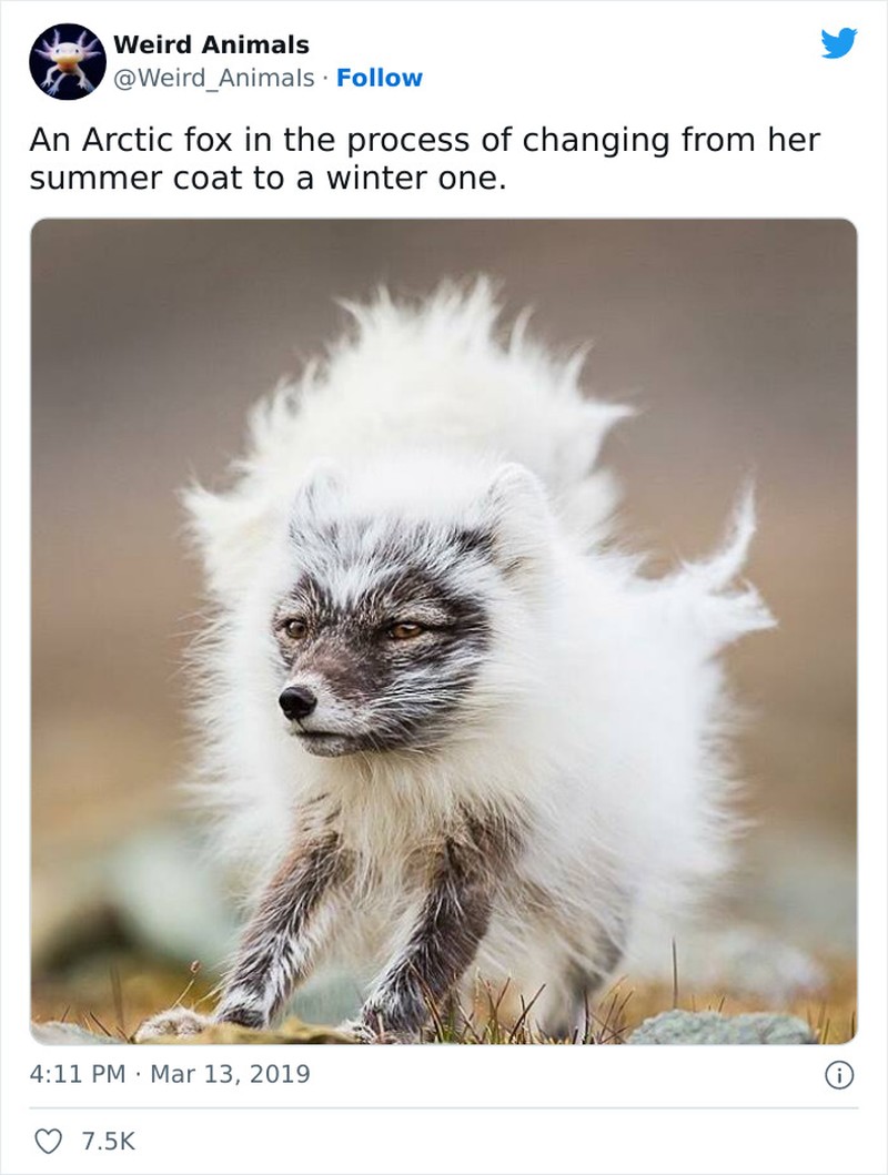 Hewan Unik Menakjubkan Mata