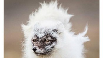 Keren ya rubah ini. Foto: Twitter/Weird Animals