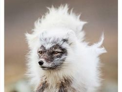 Deretan Hewan Unik dan Langka Bikin Takjub Mata, Pernah Melihatnya?