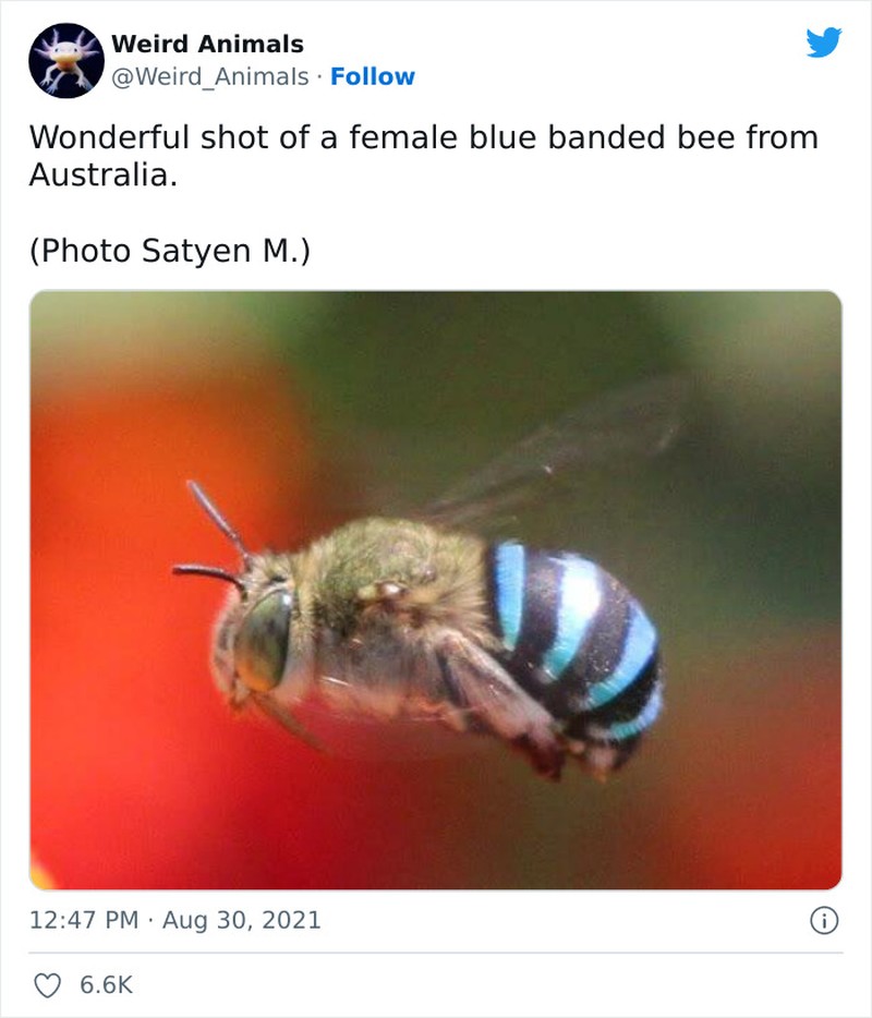 Hewan Unik Menakjubkan Mata