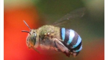 Lebah dengan tubuh biru hitam. Foto: Twitter/Weird Animals