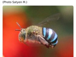 Deretan Hewan Unik dan Langka Bikin Takjub Mata, Pernah Melihatnya?