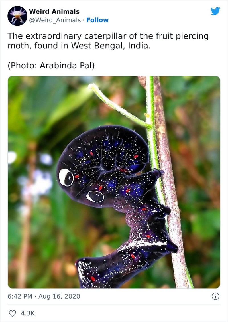 Hewan Unik Menakjubkan Mata