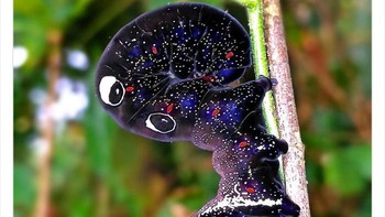 Ulat yyang berasal dari Bengal Barat, India. Foto: Twitter/Weird Animals