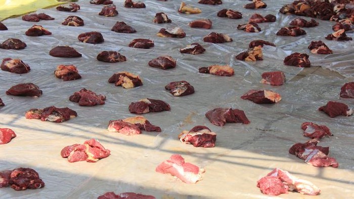 Hukum makan daging hewan kurban sendiri