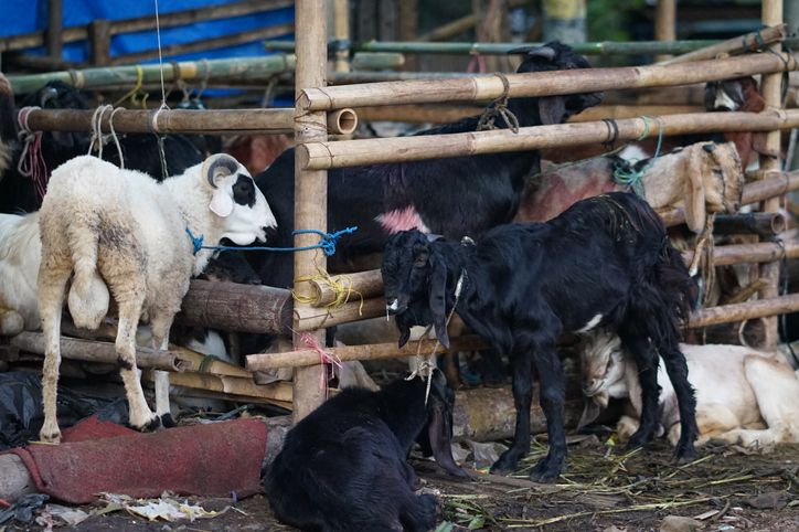 Hukum makan daging hewan kurban sendiri