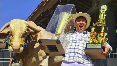 Wisanggeni, sapi kurban Irfan Hakim