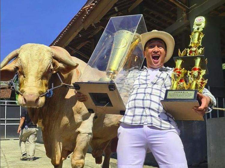 Kekarnya Wisanggeni, Sapi Terberat di Indonesia Milik Irfan Hakim