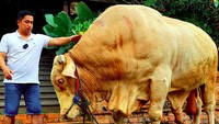 Wisanggeni punya berat 1,3 ton. Foto: dok. Instagram Irfan Hakim