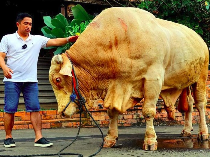 Wisanggeni, sapi kurban Irfan Hakim