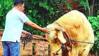 Ketika Wisanggeni tiba, tetangga sampai pegawai Irfan Hakim menyebut Wisanggeni besar dan kekarnya seperti banteng. Ada juga yang menyebut Wisanggeni besarnya seperti kudanil. Foto: dok. Instagram Irfan Hakim