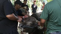 Tahun ini, panitia penyembelihan hewan kurban Masjid Jami Al Huda Muhammadiyah Tebet Timur menerima sebanyak 16 sapi dan 17 kambing. 