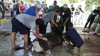 Umat muslim melaksakan penyembelihan hewan kurban di halaman parkir Perguruan Muhammadiyah, PCM Tebet Timur, Kamis (9/7/2022).