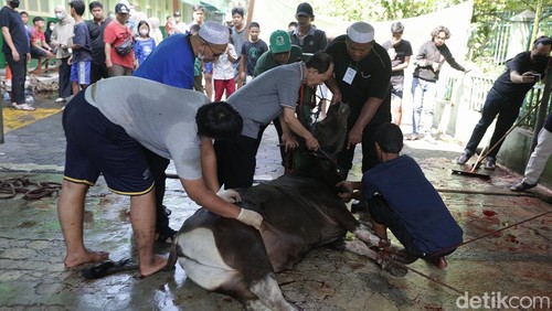 Sejumlah umat muslim Muhammadiyah di kawasan Tebet, Jakarta, melaksanakan pemotongan hewan kurban hari ini, Sabtu (9/7/2022).