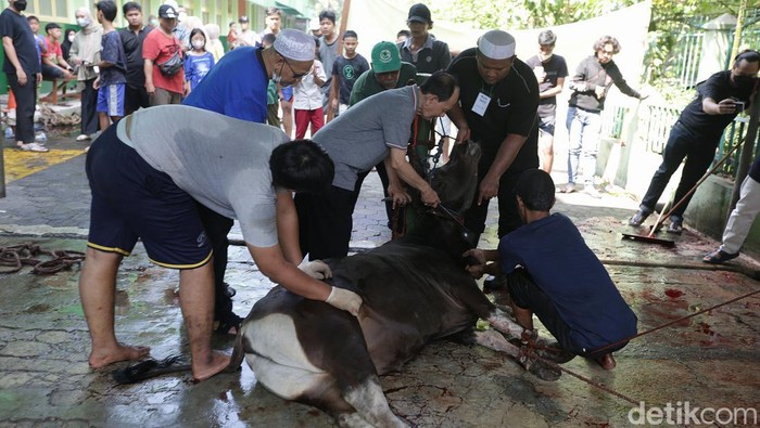 Jemaah Muhammadiyah Tebet Gelar Penyembelihan Hewan Kurban Sejumlah umat muslim Muhammadiyah di kawasan Tebet, Jakarta, melaksanakan pemotongan hewan kurban hari ini, Sabtu (9/7/2022).