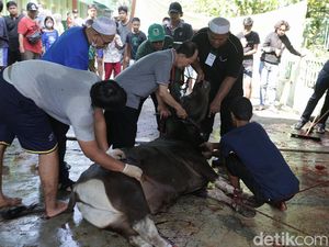 Jemaah Muhammadiyah Tebet Gelar Penyembelihan Hewan Kurban