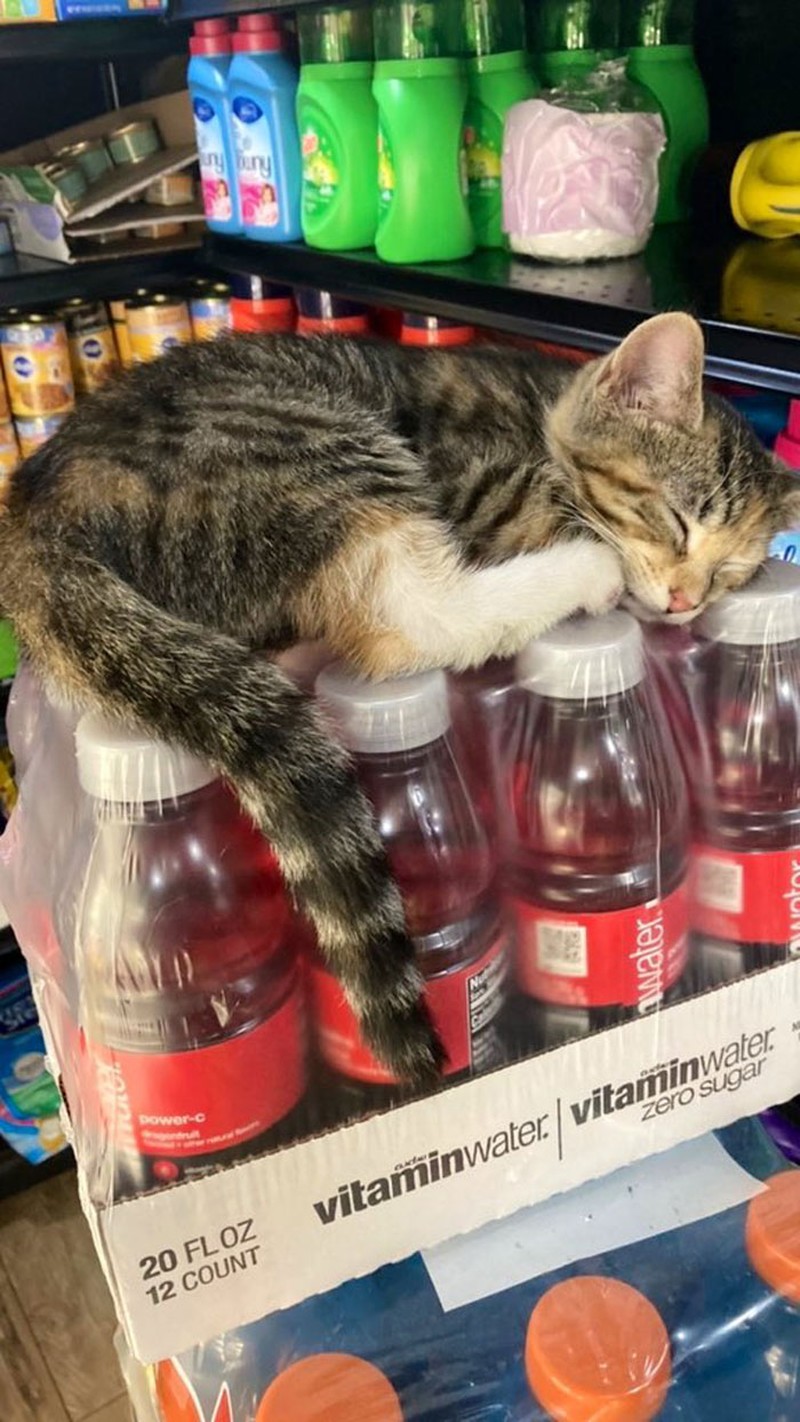 Kucing ikut belanja