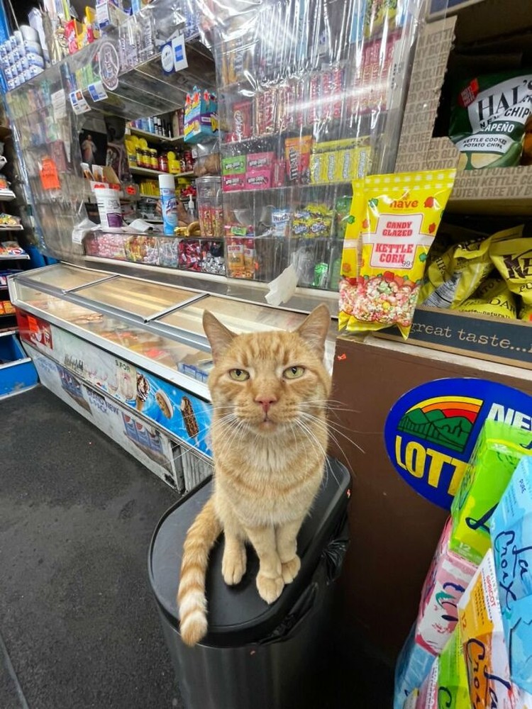 Kucing ikut belanja