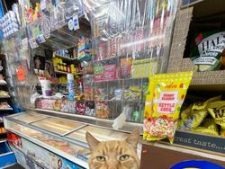 Kelakuan Kucing Kalau Ikut Belanja ke Supermarket