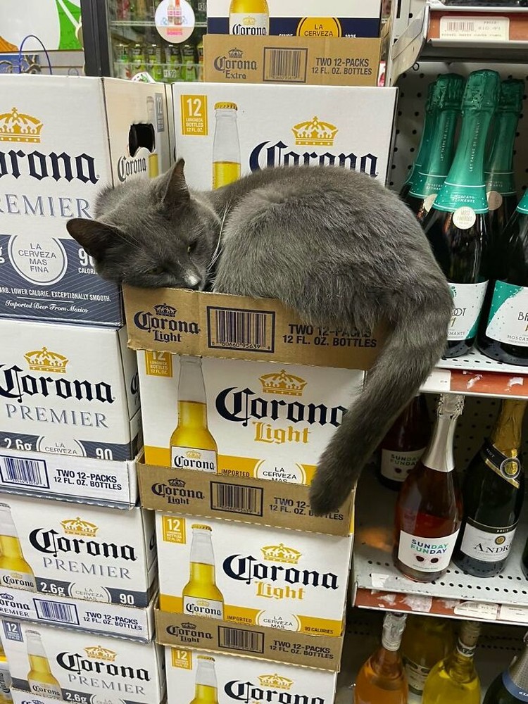 Kucing ikut belanja