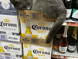 Kelakuan Kucing Kalau Ikut Belanja ke Supermarket