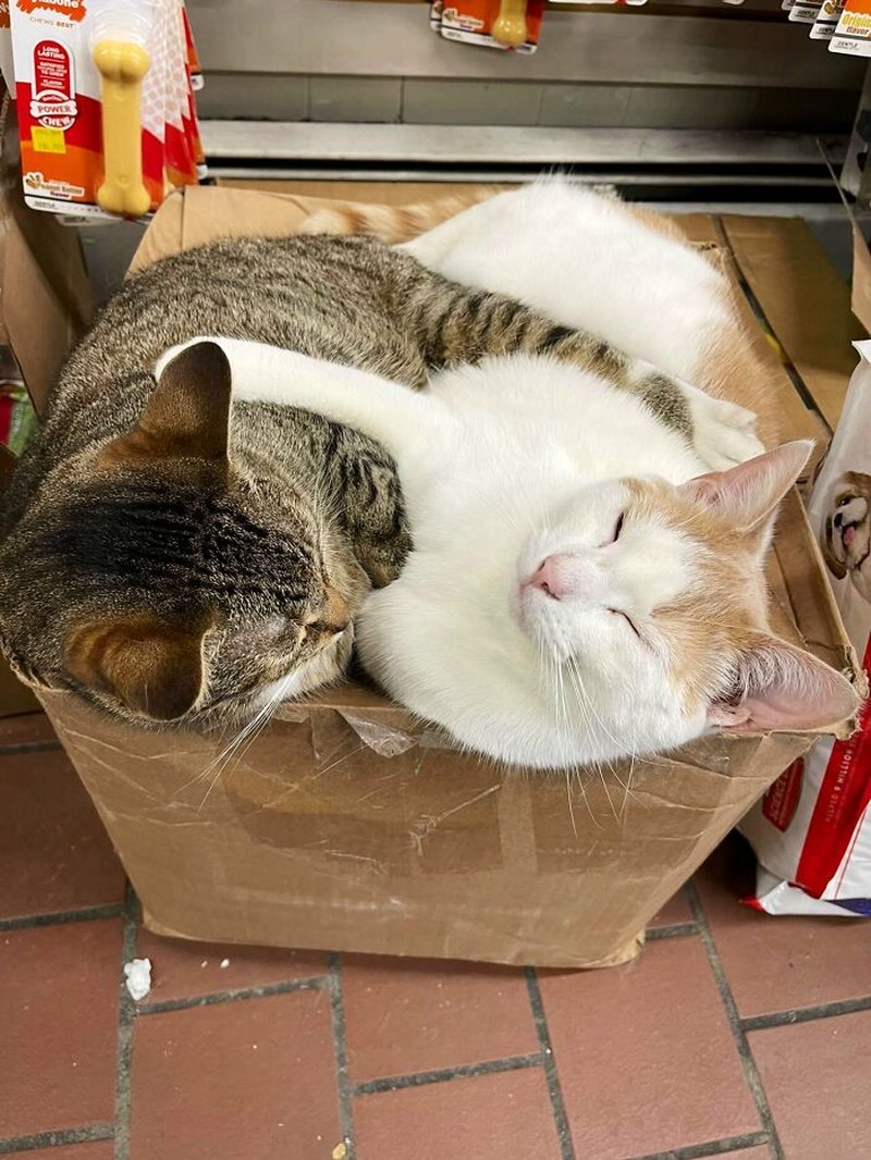 Kucing ikut belanja