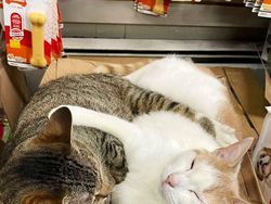 Kelakuan Kucing Kalau Ikut Belanja ke Supermarket