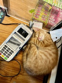Kucing ikut belanja