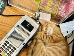 Kelakuan Kucing Kalau Ikut Belanja ke Supermarket