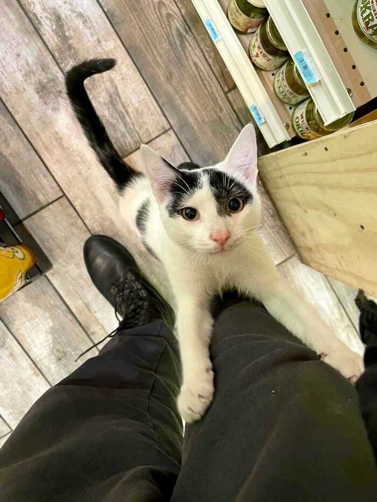 Kucing ikut belanja