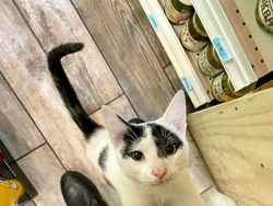 Kelakuan Kucing Kalau Ikut Belanja ke Supermarket