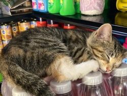 Kelakuan Kucing Kalau Ikut Belanja ke Supermarket