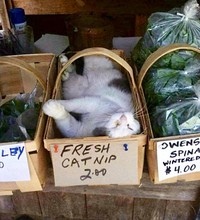 Kucing ikut belanja
