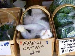 Kelakuan Kucing Kalau Ikut Belanja ke Supermarket