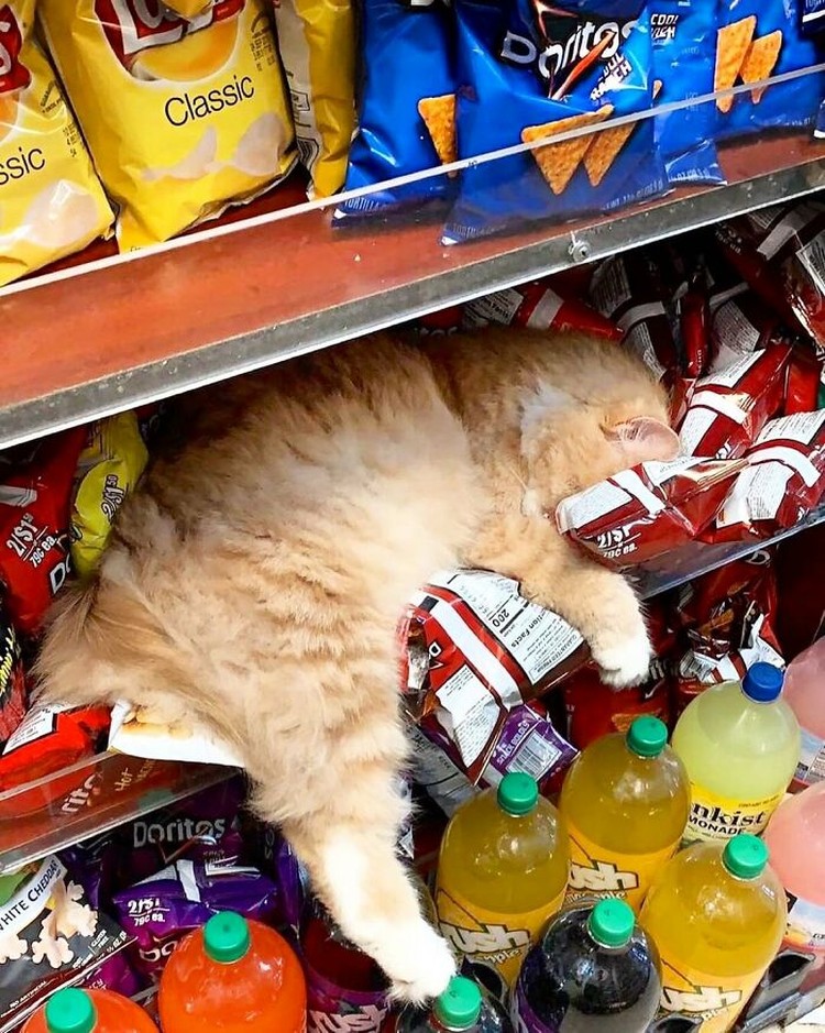 Kucing ikut belanja