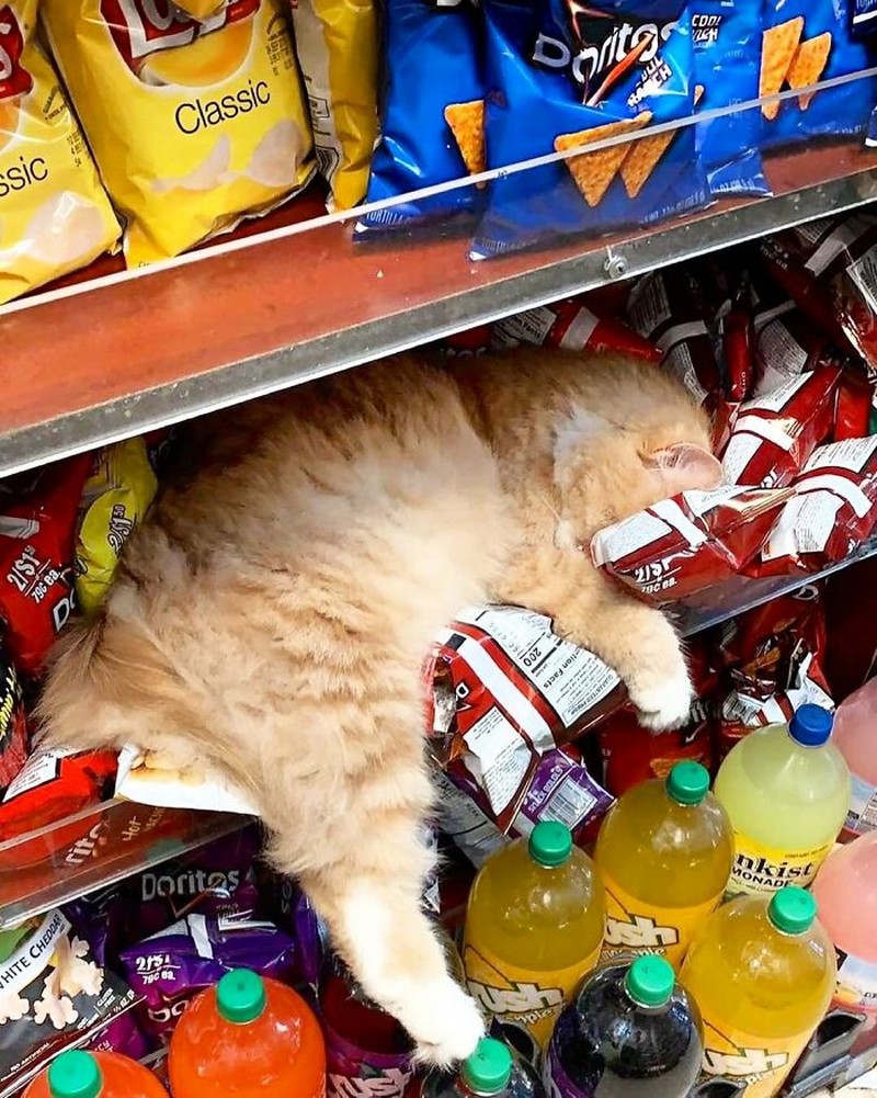 Kucing ikut belanja