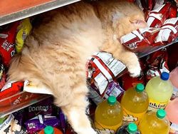 Kelakuan Kucing Kalau Ikut Belanja ke Supermarket