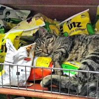Kucing ikut belanja