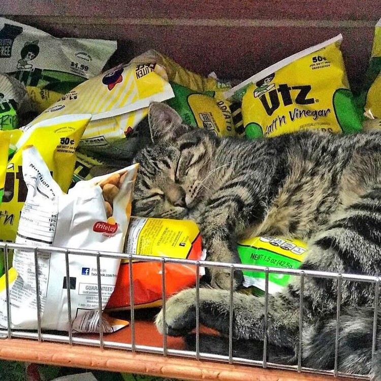 Kucing ikut belanja
