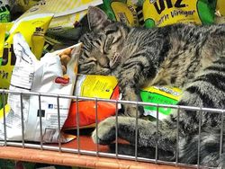 Kelakuan Kucing Kalau Ikut Belanja ke Supermarket