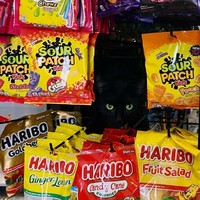 Kucing ikut belanja