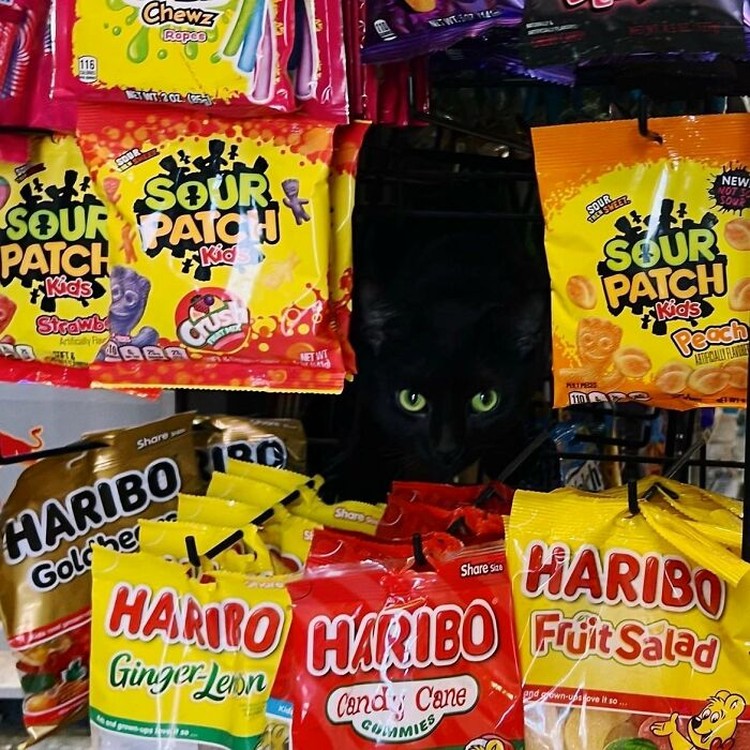 Kucing ikut belanja