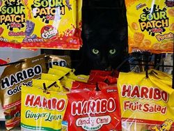 Kelakuan Kucing Kalau Ikut Belanja ke Supermarket